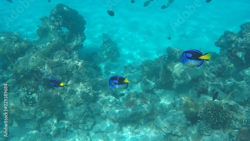 snorkeling  ile de Mnemba  Zanzibar