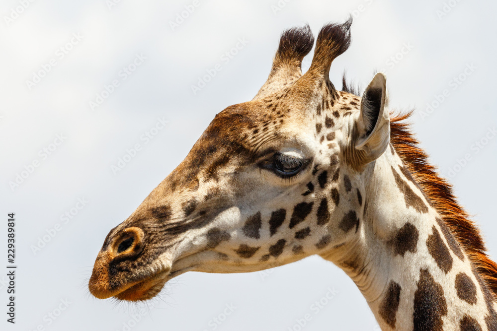 Close up of a giraffe against the sky Close up of a giraffe against the sky