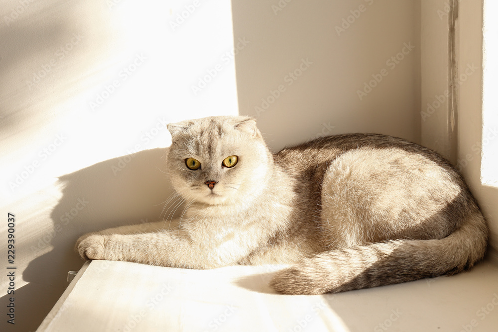 Cute scottish Fold breed cat with yellow eyes lying by the window at home, sunny day view. Soft fluffy purebred short hair lop-eared kitty on windowsill. Background, copy space, close up.