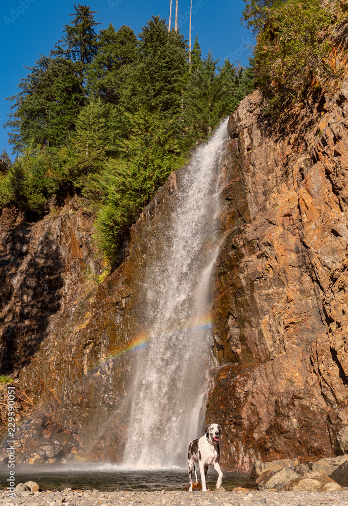 Obraz premium Harlequin great dane dog playing at a beautiful waterfall with rainbow walking away from pool.