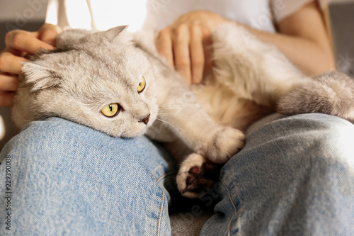 Portrait of cute scottish Fold breed cat with yellow eyes resting with its owner at home. Soft fluffy purebred lop-eared short hair kitty sitting on young woman's lap. Background, copy space, close up