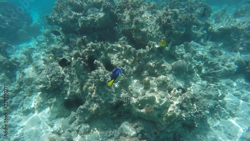 snorkeling, Ile de Mnemba, Zanzibar