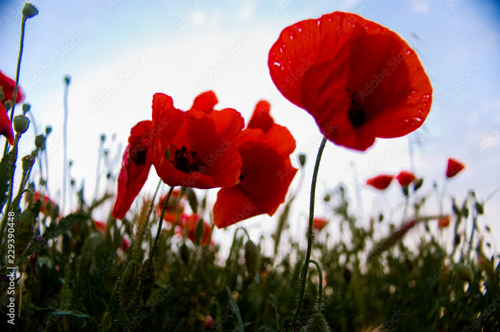 Obraz premium Under the poppies and white sky