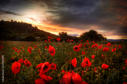 Poppies at sunset