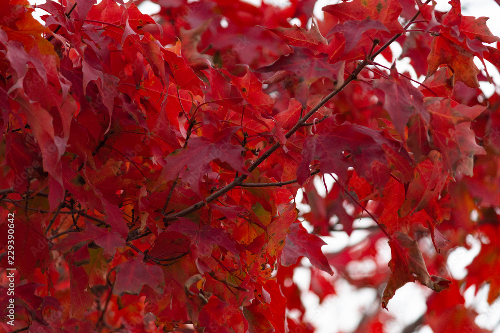 Red Autumn Leaves