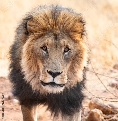 Ready to charge male lion