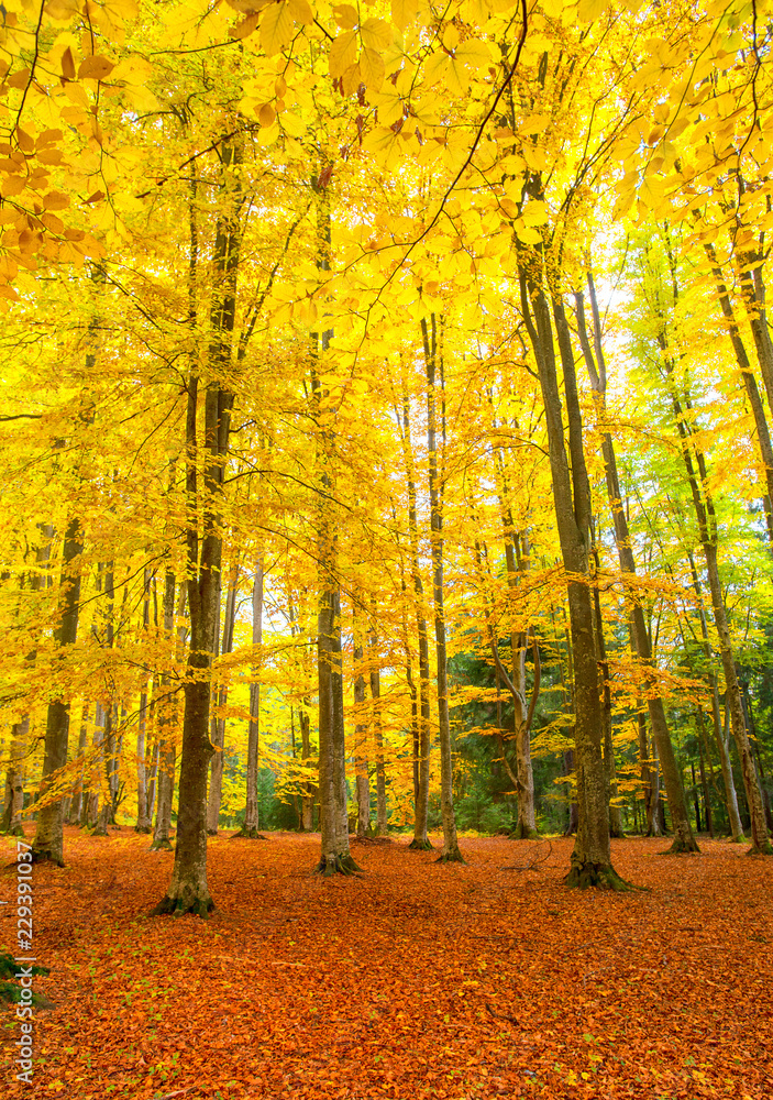 Autumn rustic forest landscape Autumn rustic forest landscape