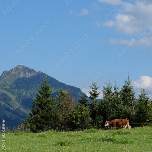 Cow on meadow, mountain in background