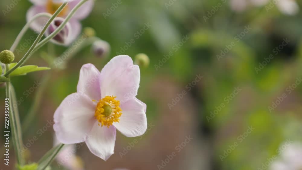 White blossoms of Japanese anemone x hybrida flower 4K video White blossoms of Japanese anemone x hybrida flower 4K video