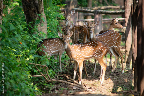 Chital