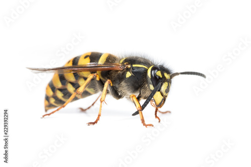 Queen wasp or yellowjacket cleaning © grandaded