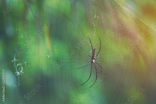 Spider is engaged to wait for the victim.