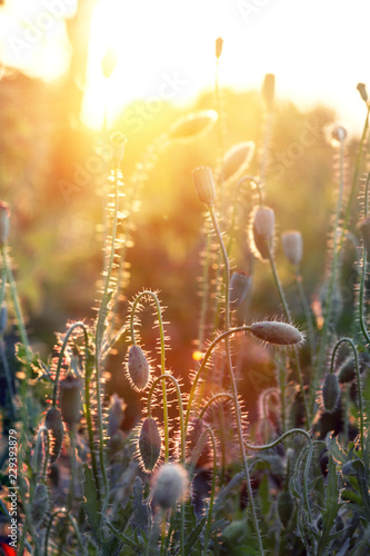 Fototapeta Naklejka Na Ścianę i Meble -  poppy field at sunset