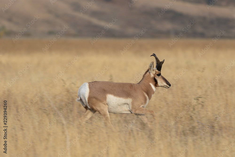 Fototapeta premium Pronghorn Antelope Buck