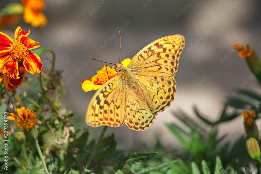 colorful butterfly sitting on a flower