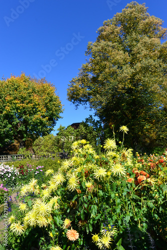 Fototapeta Naklejka Na Ścianę i Meble -  Dahlienblüte im Herbst