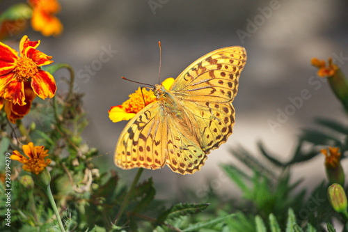 colorful butterfly sitting on a flower