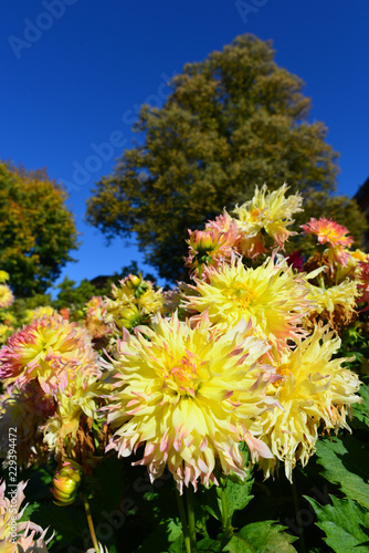 Fototapeta Naklejka Na Ścianę i Meble -  Dahlienblüte im Herbst