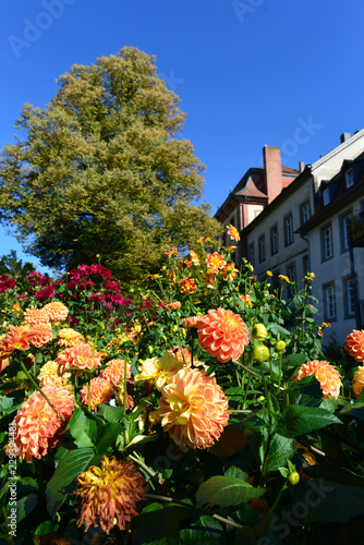 Fototapeta Naklejka Na Ścianę i Meble -  Dahlienblüte im Herbst