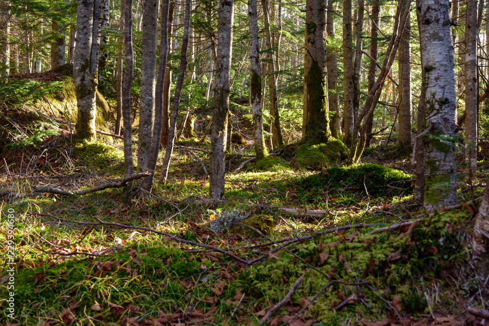 Obraz premium Gęsty las