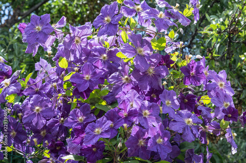 Flowering clematis purple
