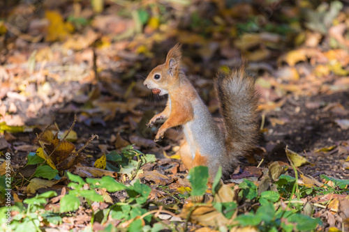 The squirrel on the ground of the autumn park or the forest in the warm sunny day among the grass and yellow fallen leaves of the trees with the nut or acorn in the mouth