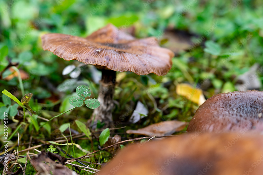 A webcap mushroom in a wet grass with blurred foreground A webcap mushroom in a wet grass with blurred foreground