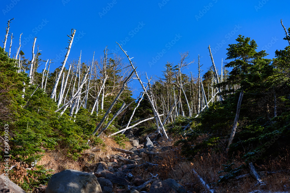 縞枯れした山