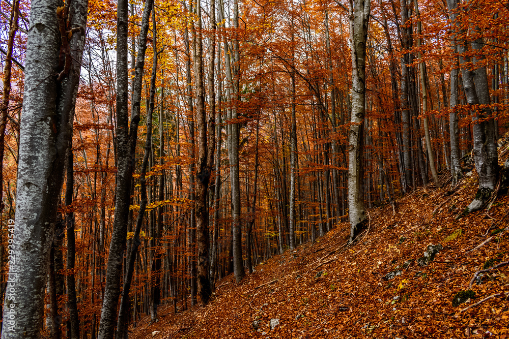 Beautiful autumn landscape full of colour from Sirnea Village in Brasov Romania