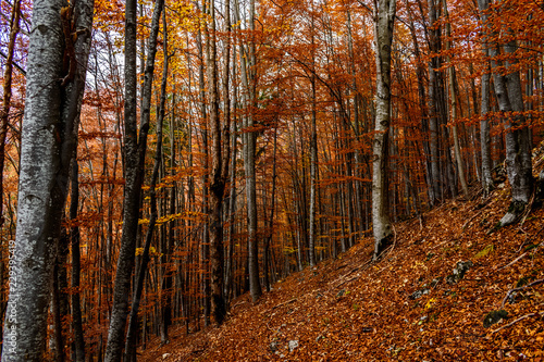 Beautiful autumn landscape full of colour from Sirnea Village in Brasov Romania © lau_cojo