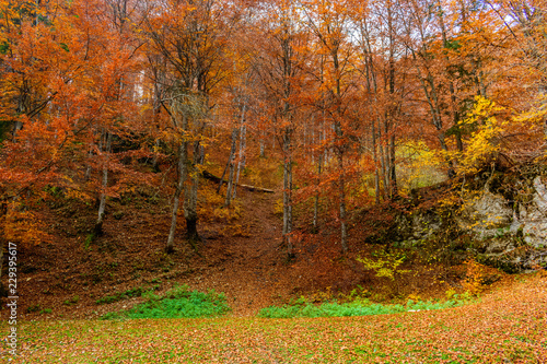 Beautiful autumn landscape full of colour from Sirnea Village in Brasov Romania