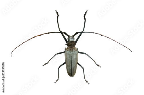 beetle Barocera hercules © fotomaster