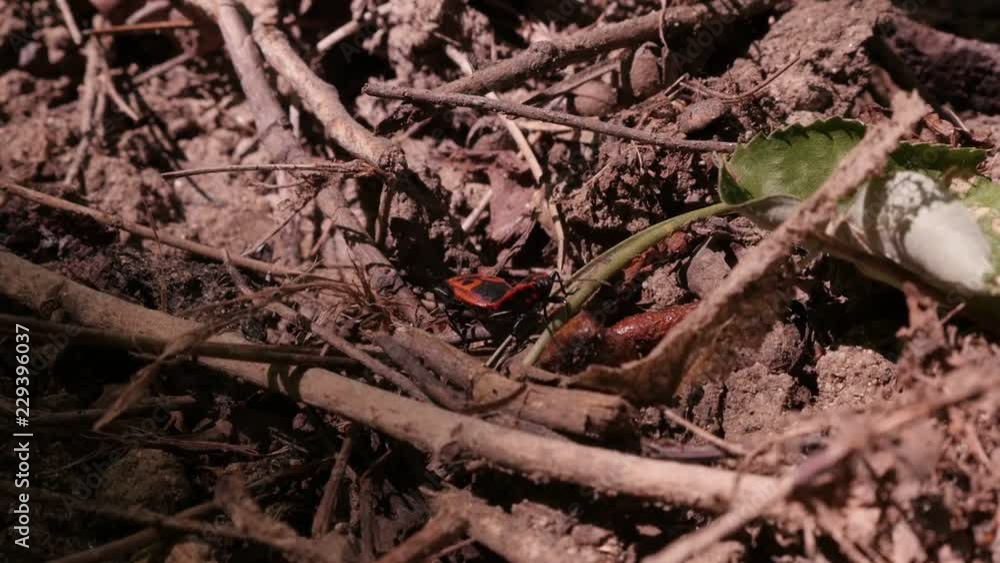 Close-up pair of red Pentatomomorpha pyrrhocoroidea bugs pair on ground slow motion footage Close-up pair of red Pentatomomorpha pyrrhocoroidea bugs pair on ground slow motion footage