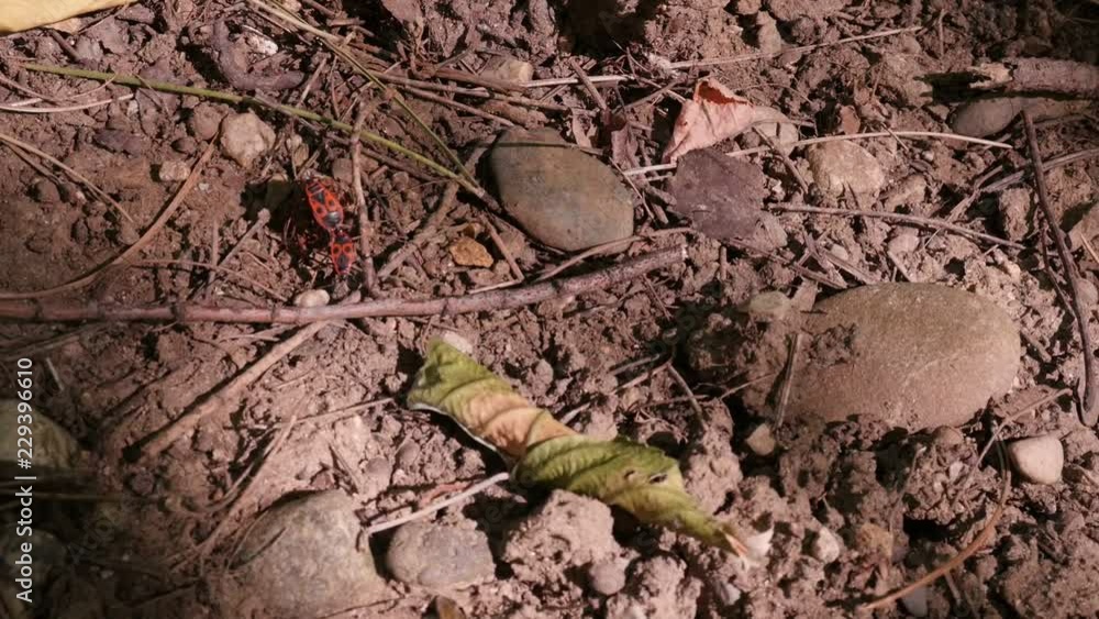Red Pentatomomorpha pyrrhocoroidea bugs pair on ground slow-mo video Red Pentatomomorpha pyrrhocoroidea bugs pair on ground slow-mo video