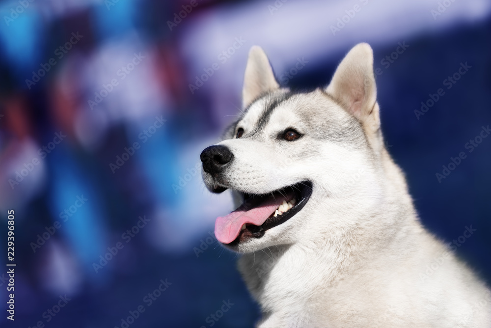 A young Siberian husky male dog is sitting on a blue background. A dog has grey and white fur and amazing brown eyes. He looks happy. A young Siberian husky male dog is sitting on a blue background. A dog has grey and white fur and amazing brown eyes. He looks happy.