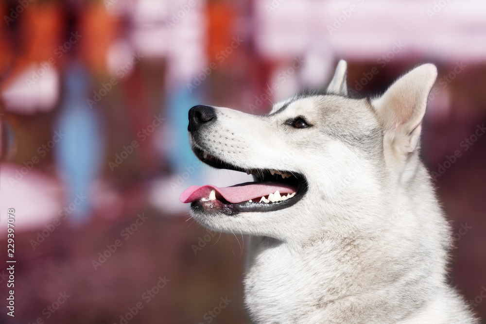 A young Siberian husky male dog is sitting on a puple background. A dog has grey and white fur and amazing brown eyes. He looks happy.