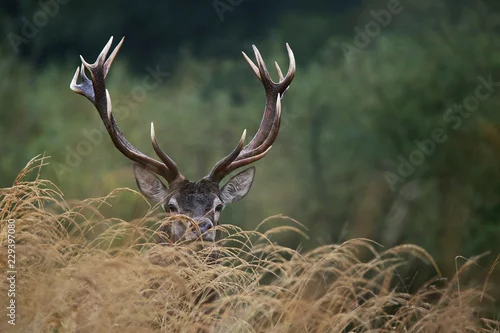 Fototapeta Rykowisko