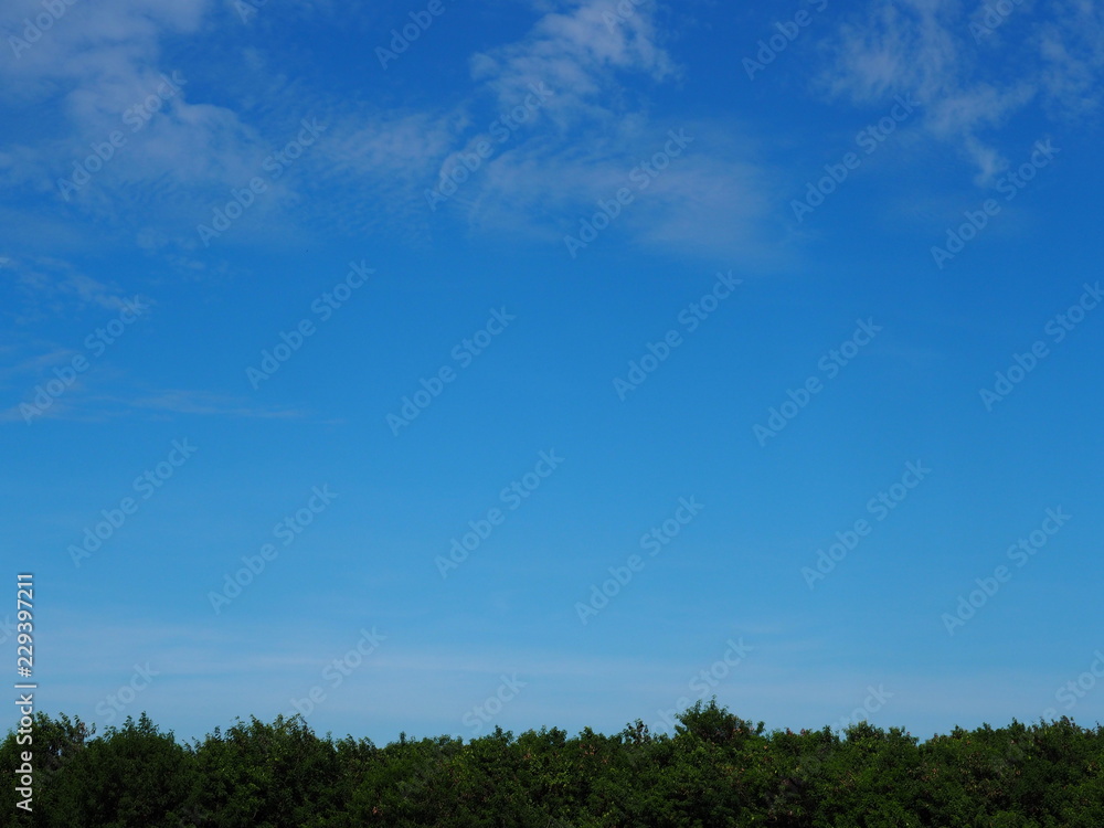 Tree blue sky, tree top against blue sky on a sunny day. Tree blue sky, tree top against blue sky on a sunny day.