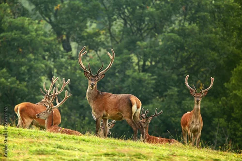 Fototapeta Kawalerka