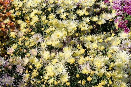 Yellow flowers blooming texture. Autumn flowers background.