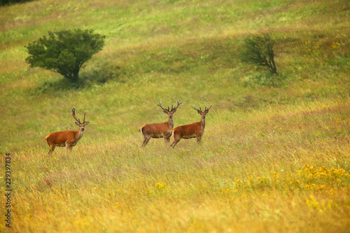 Fototapeta Naklejka Na Ścianę i Meble -  Byczki