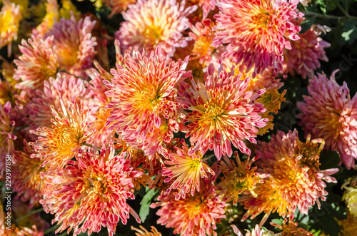 Orange flowers blooming texture. Autumn flowers background. © Deilline