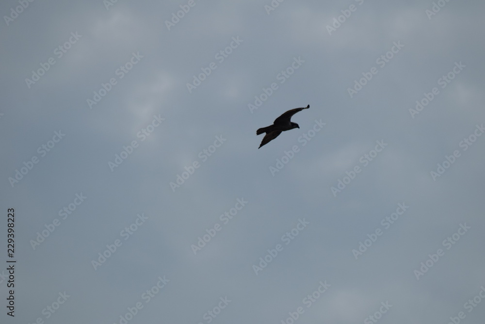 sea birds flying osprey eagle