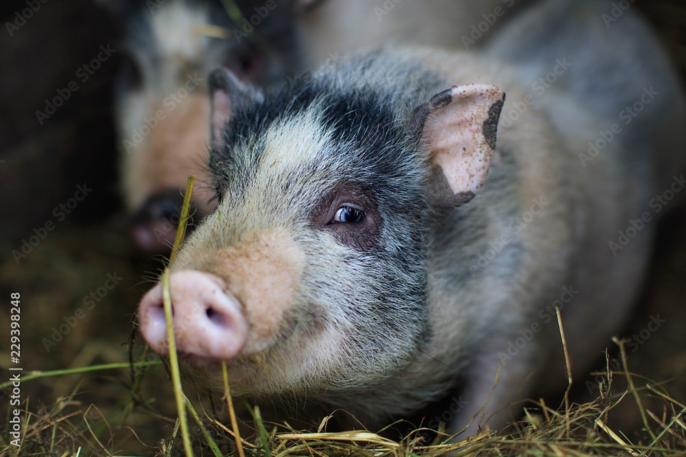 A small piglet in the farm. group of mammal waiting feed. swine in the stall. A small piglet in the farm. group of mammal waiting feed. swine in the stall.