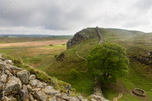 a tree next to Hadrian's wall