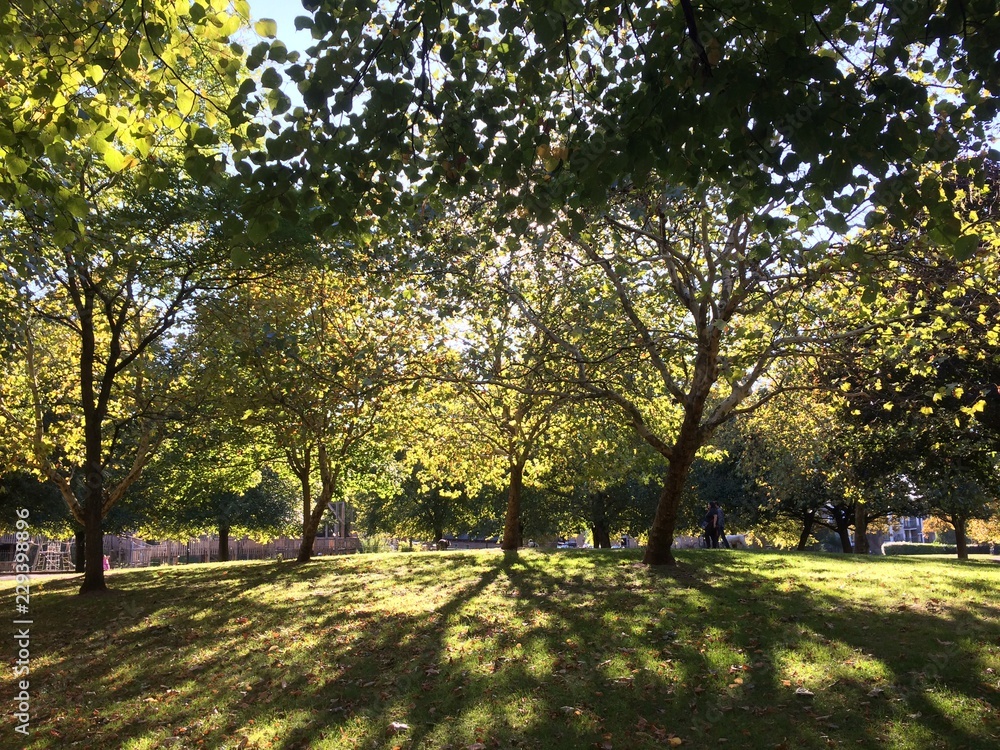 Sunlight trees park