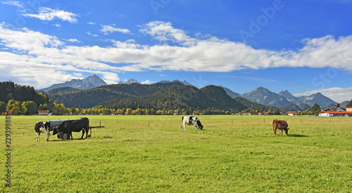 Colorful rural landscape at the edge of the Alps. Cows grazing on a pasture. A few houses, forests and rocky mountains in the background under blue sky. Allgaeu Alps, Bavaria, Germany.
