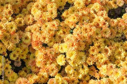 Yellow flowers blooming texture. Autumn flowers background.