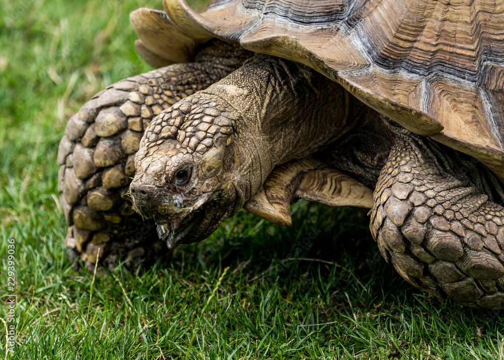 Obraz premium Giant Tortoise