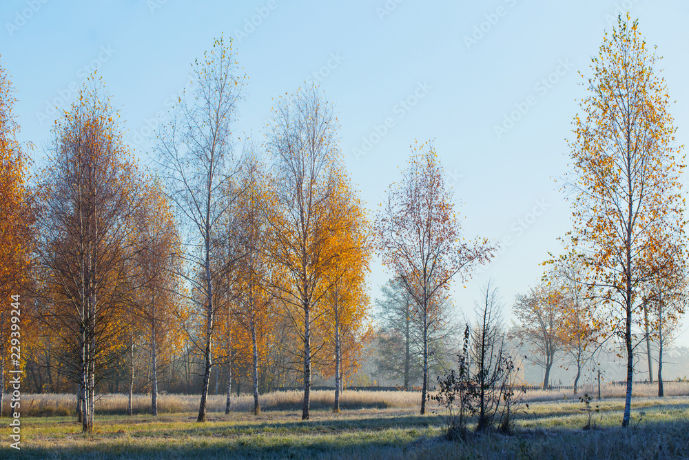 sunny autumn landscape with frost